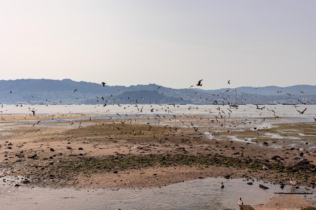 Un branco di uccelli sulla riva della spiaggia