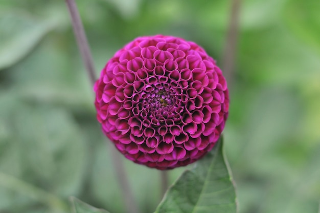 Un brillante fiore di dalia sbocciò al sole.