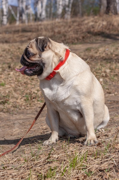 Un buffo carlino grasso è seduto nella foresta con la bocca aperta e la lingua che sporge