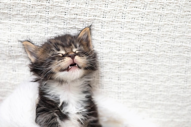 Un buffo gattino maine coon sorridente dorme su un plaid beige chiaro lavorato a maglia Spazio per il testo