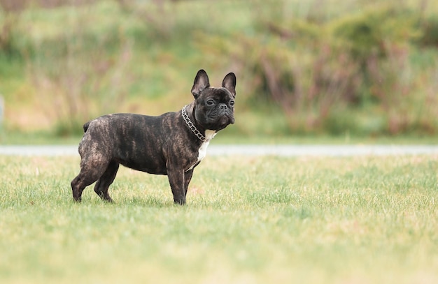 Un bulldog francese in piedi in un campo