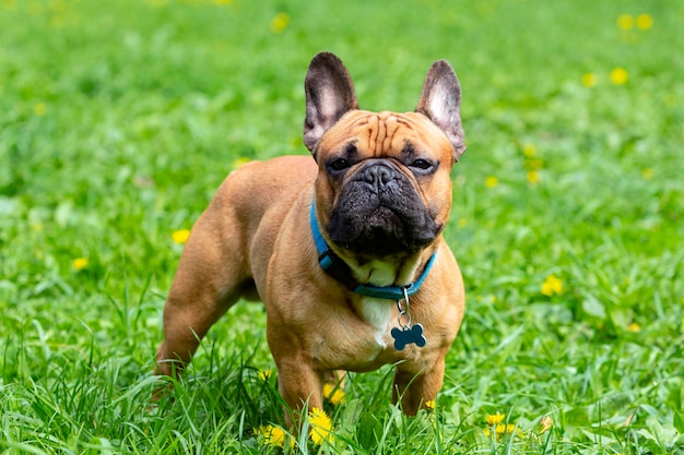 Un bulldog francese in un campo di fiori