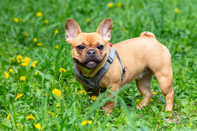 Un bulldog francese marrone in piedi in un campo di erba.