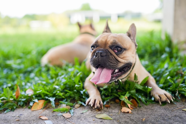 Un bulldog francese sdraiato sull'erba