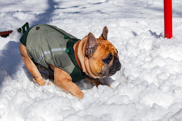 Un bulldog francese sta giocando nella neve