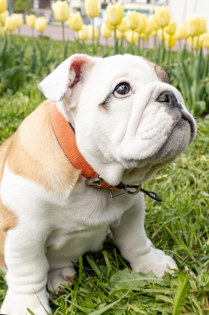 Un bulldog inglese in un parco pubblico Animali Un cane purosangue