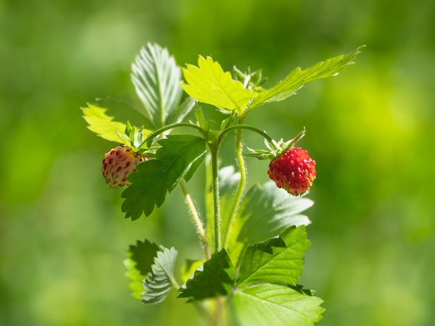 Un Bush delle fragole mature della foresta sulla natura