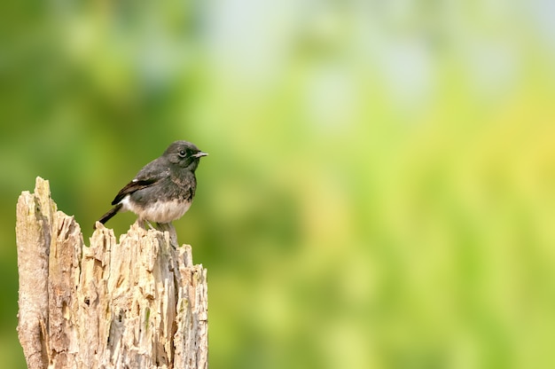 Un bushchat pezzato seduto su un tronco d'albero