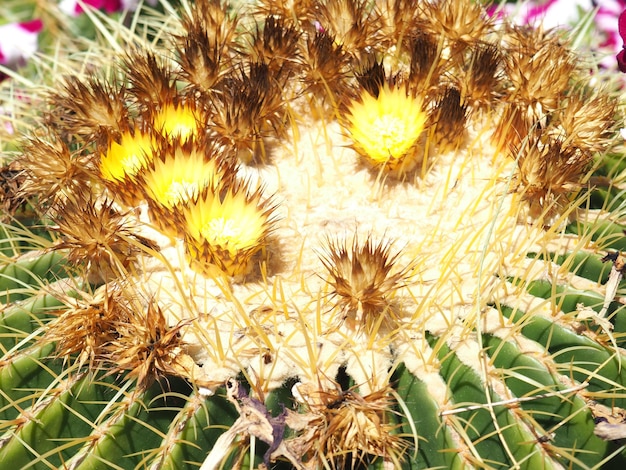 Un cactus con fiori gialli e un centro giallo