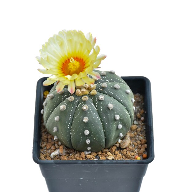 Un cactus con sopra un fiore giallo