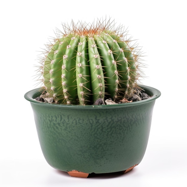 Un cactus in vaso verde con una punta appuntita rotonda sulla parte superiore.