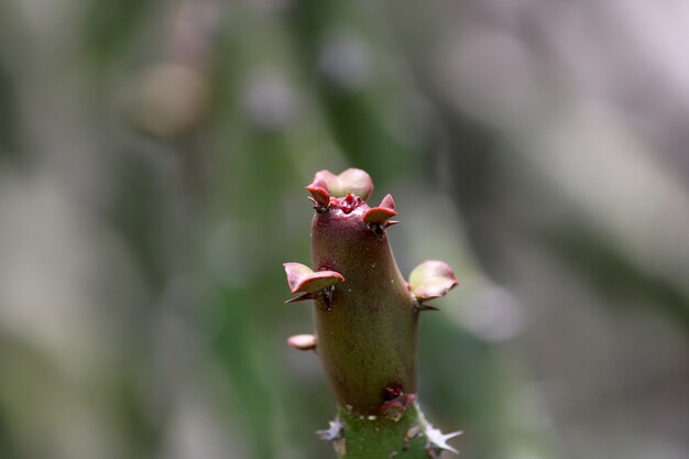 Un cactus spinoso che cresce nel deserto