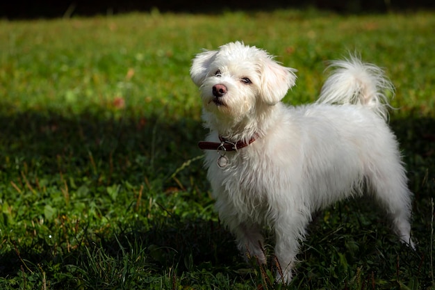 Un cagnolino bianco come la neve in una radura verde. Avvicinamento.