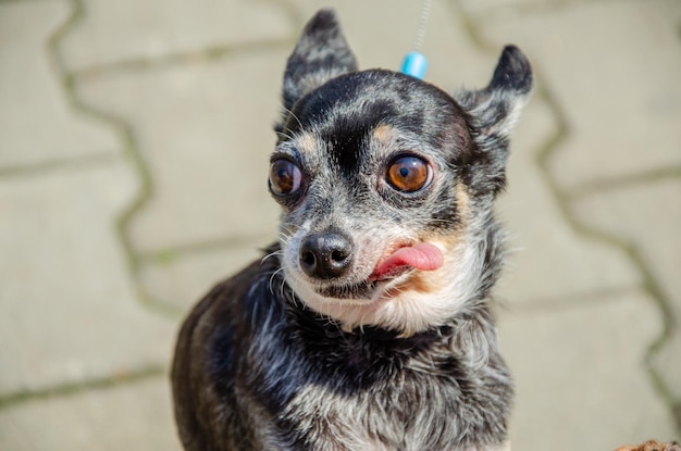 Un cagnolino con un bastoncino in bocca