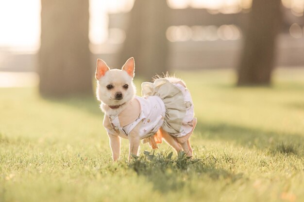 Un cagnolino con un vestito si trova in un campo