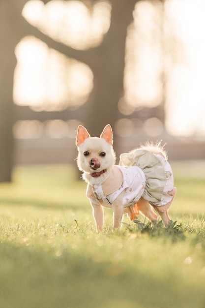 Un cagnolino con un vestito si trova in un campo