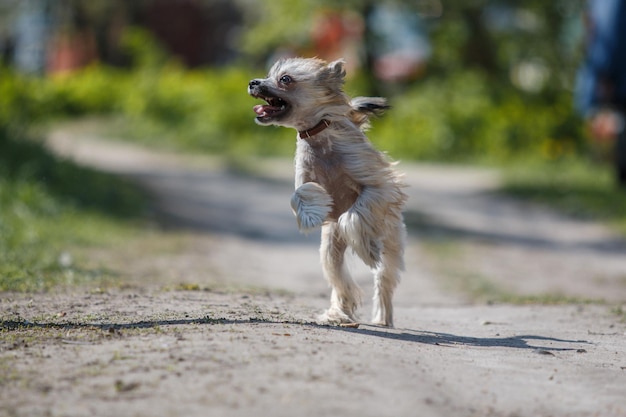 Un cagnolino corre su una strada sterrata con un cane sulla schiena.