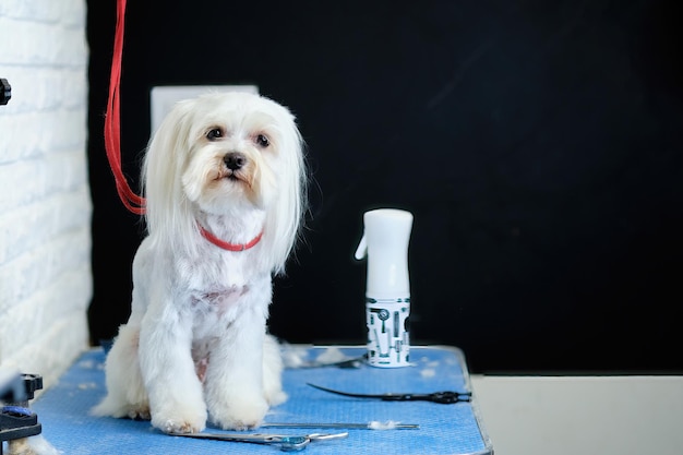 Un cagnolino maltese si siede su un tavolo da toelettatura accanto a un paio di cesoie per cani