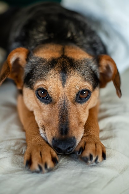 Un cagnolino si coccola a letto e guarda la telecamera