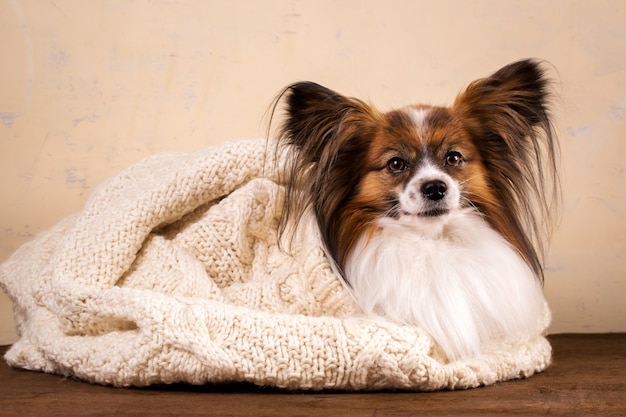 Un cagnolino si crogiola in un grande maglione lavorato a maglia