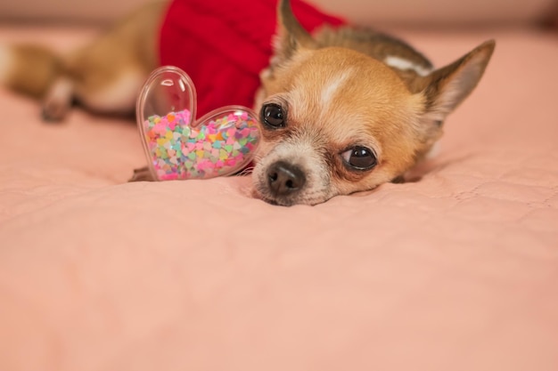 Un cagnolino vestito si annoia a San Valentino con un cuore tra le zampe