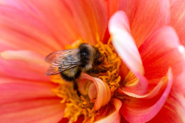 Un calabrone estrae il nettare da un fiore di dalia Insetti impollinatori delle piante