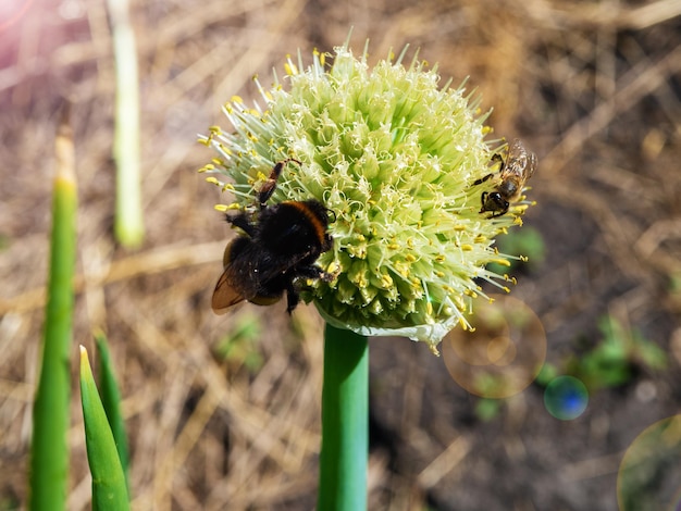 Un calabrone raccoglie il nettare da un fiore di cipolla