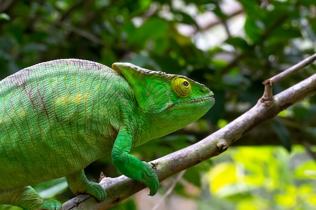 Un camaleonte colorato su un ramo in un parco nazionale dell'isola del Madagascar