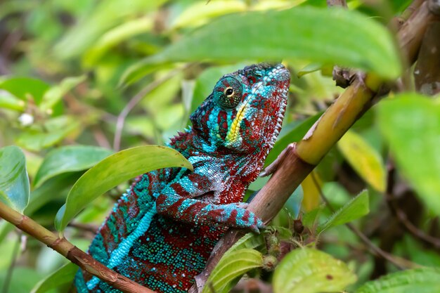 Un camaleonte si muove lungo un ramo in una foresta pluviale in Madagascar