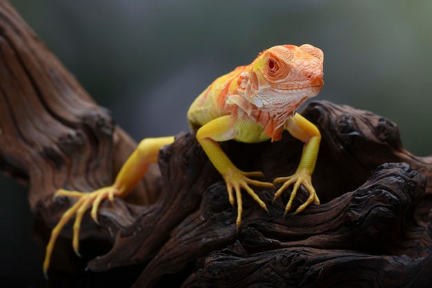 Un camaleonte si siede su un ramo in uno zoo