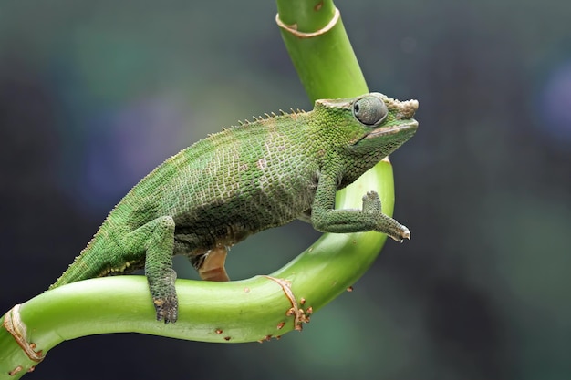 Un camaleonte verde è seduto su un ramo.