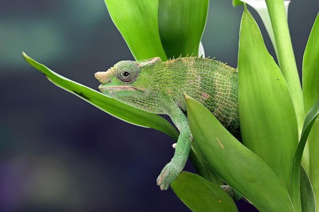 Un camaleonte verde riposa su una foglia.