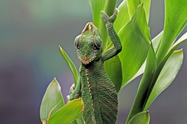 Un camaleonte verde si arrampica su una foglia.