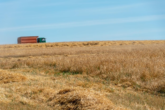 Un camion con grano sta guidando attraverso un campo di grano La stagione del raccolto di colture di grano Un campo con paglia falciata e fieno