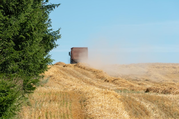 Un camion con grano sta guidando attraverso un campo di grano La stagione del raccolto di colture di grano Un campo con paglia falciata e fieno