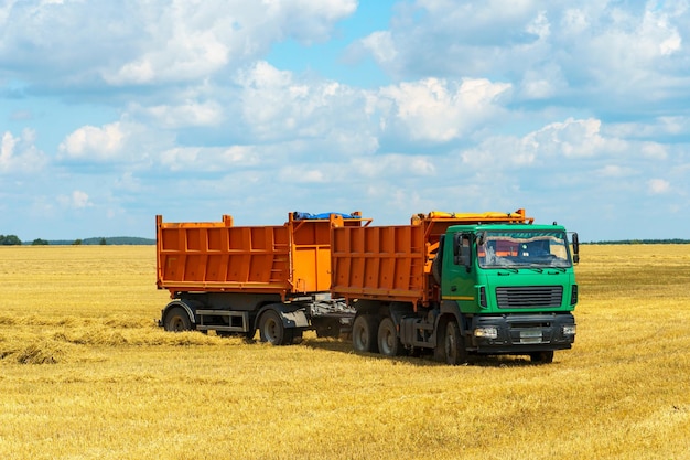 Un camion di cereali attraversa il campo per scaricare Il cassone del camion è pieno di chicchi di grano Raccolta raccolta stoccaggio Essiccazione del grano Produzione di farina Un affare di cereali sul Mar Nero