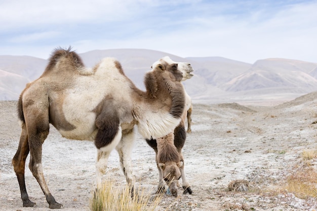 Un cammello a due gobbe che pascola sullo sfondo di una palude salata nella steppa di montagna