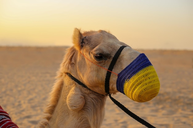 Un cammello con la museruola gialla e blu lavorata a maglia giace nel deserto. Foto di alta qualità