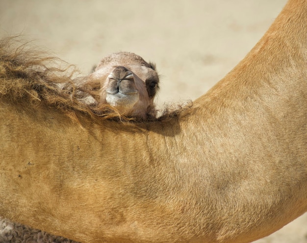 Un cammello con la testa sul dorso