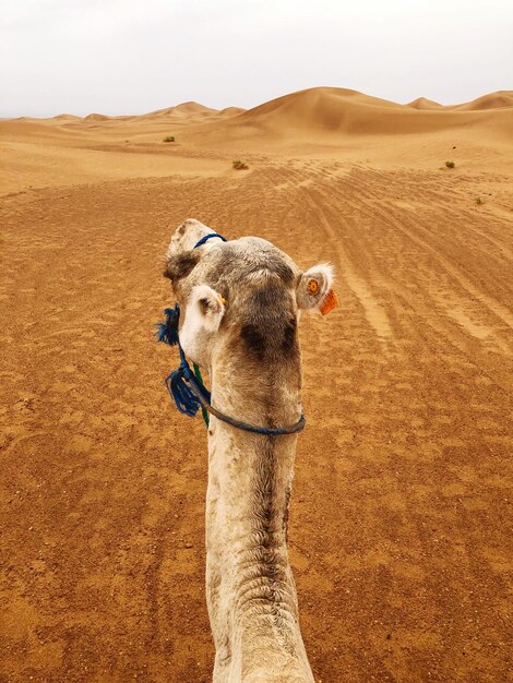 Un cammello nel deserto