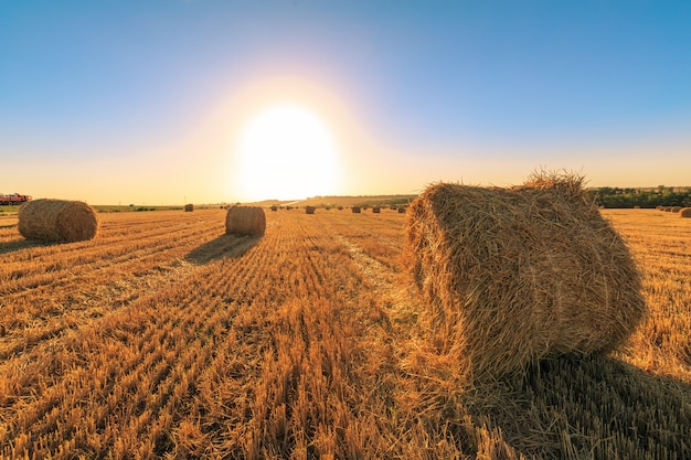 Un campo agricolo al tramonto