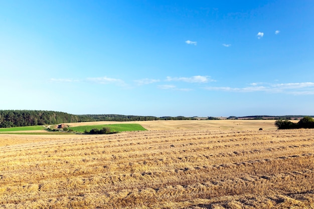 Un campo agricolo che ha fatto la raccolta di cereali, grano