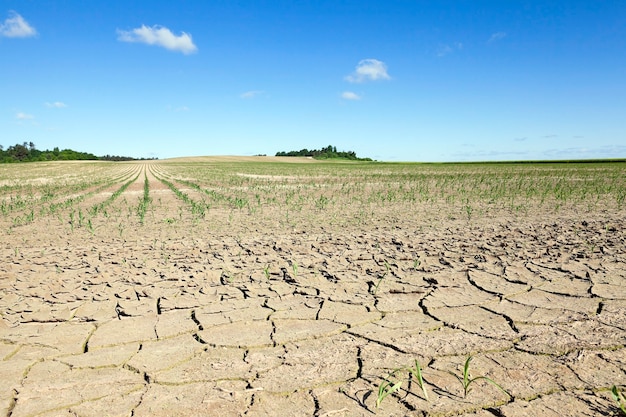 Un campo agricolo, che sta crescendo giovane mais verde. mais immaturo