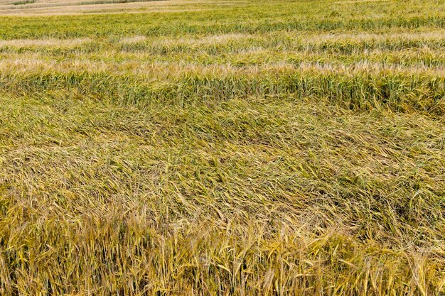 Un campo agricolo con grano in estate