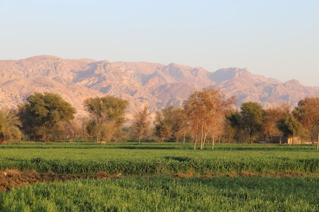 Un campo agricolo con le montagne sullo sfondo