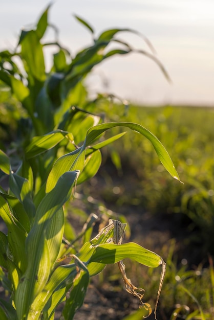 Un campo agricolo dove cresce il mais verde giovane