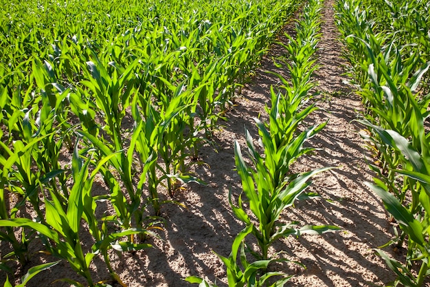 Un campo agricolo dove cresce un raccolto di mais