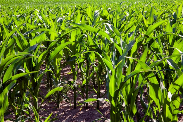 Un campo agricolo dove cresce un raccolto di mais