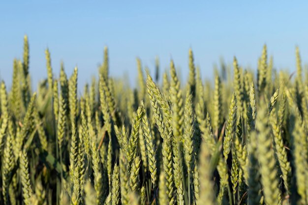 Un campo agricolo dove crescono i cereali in maturazione