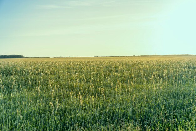 Un campo agricolo dove crescono i cereali in maturazione